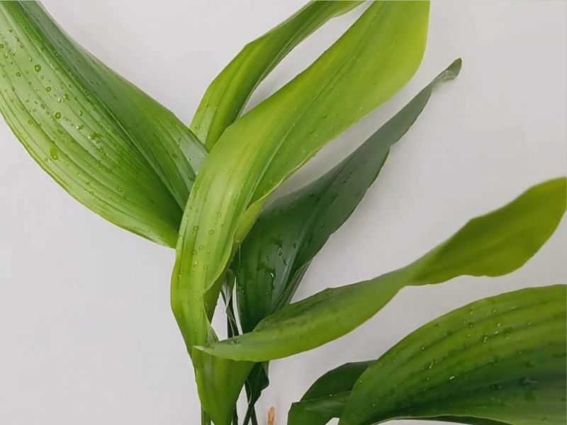 Gvozdena biljka (Aspidistra elatior)
