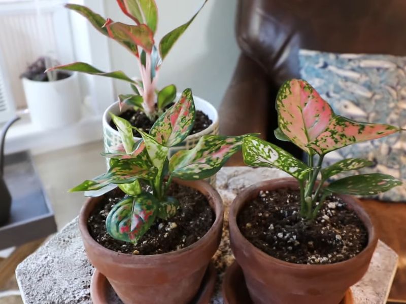 Kineski zimzelen (Aglaonema commutatum)