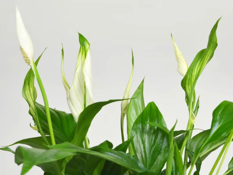 Mirovni ljiljan (Spathiphyllum spp.)