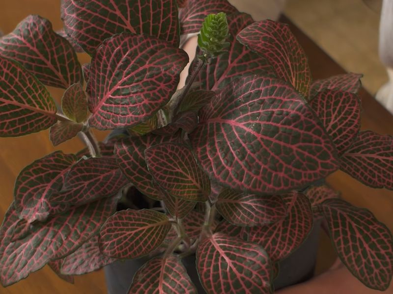 Nervna biljka (Fittonia albivenis)