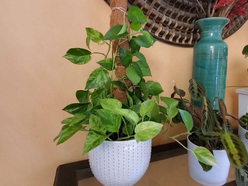 Pothos (Epipremnum aureum)