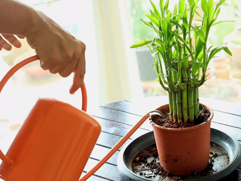 Srećni bambus (Dracaena sanderiana)