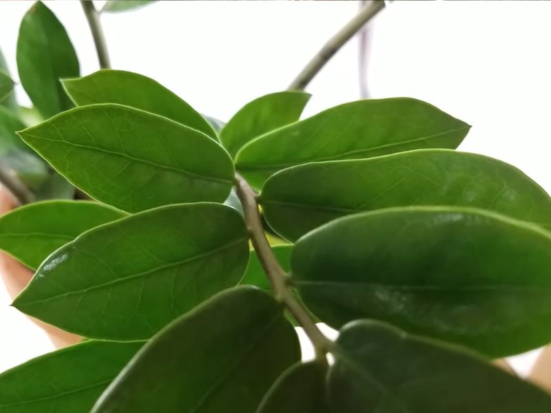 ZZ biljka (Zamioculcas zamiifolia)